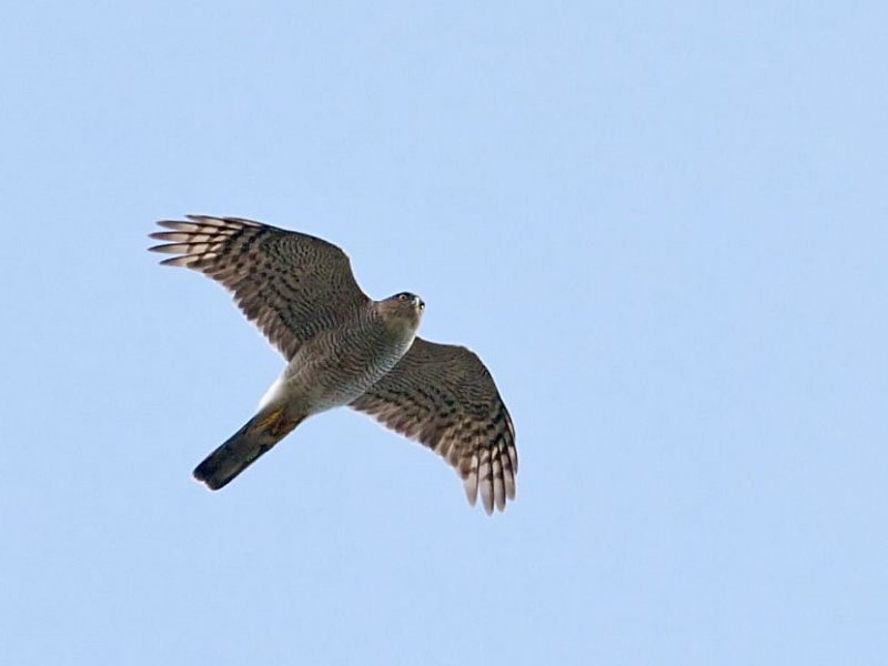 Flap, flap, glide; the soaring sparrowhawk